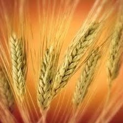 Manufacturers Exporters and Wholesale Suppliers of Wheat Grain KOLKATA West Bengal